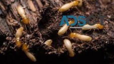 Termite Pest Control Perth