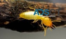 Termite Pest Control Perth