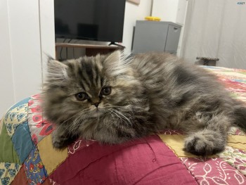 Exceptional Purebred Persian TabbyTortie