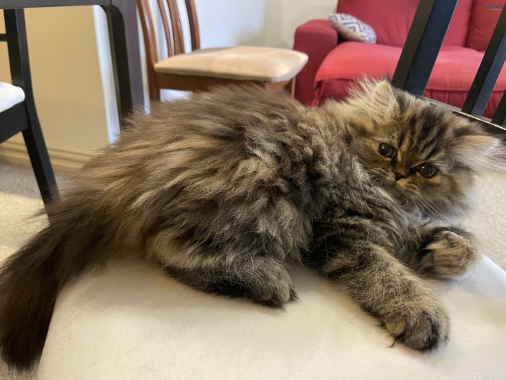 Exceptional Purebred Persian TabbyTortie