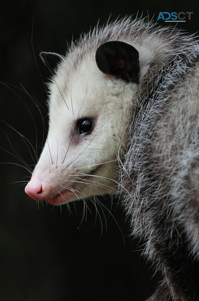 Green Pest Shield - Possum Removal Brisbane