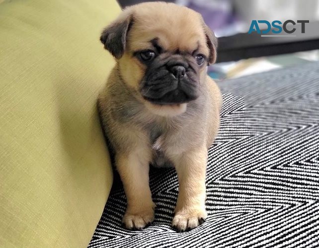 Young Pug Puppies for Adoption