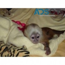 Cute Little Female Capuchin