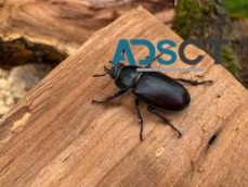 Best Beetle Control Melbourne