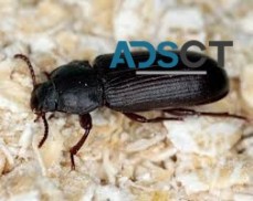 Best Beetle Control Melbourne