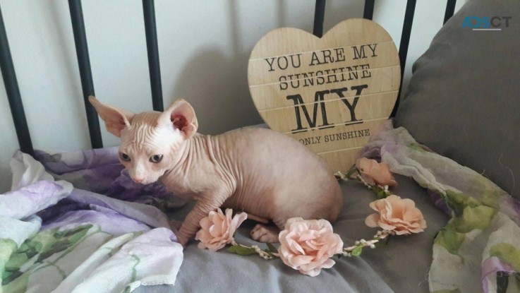 Sphynx