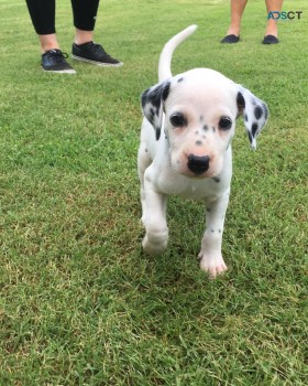 Dalmatian puppies 