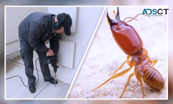 Termite Inspections Brisbane