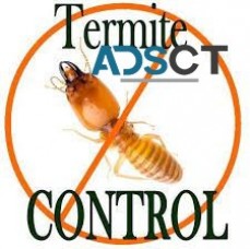 Termite Inspections Brisbane