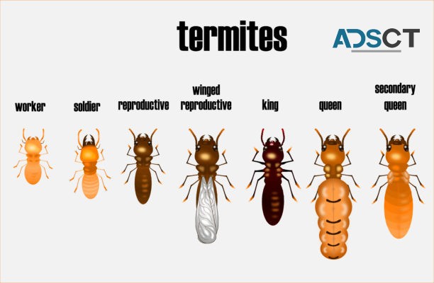 Termite Inspections Brisbane