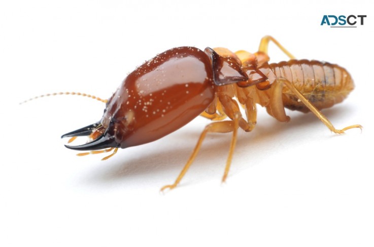 Termite Inspections Brisbane