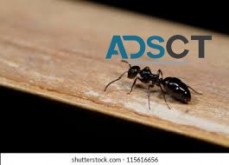 Ant Pest Control Perth