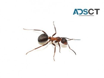 Ant Pest Control Perth