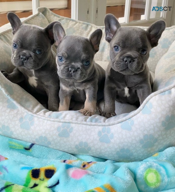 Adorable French Bulldog puppies