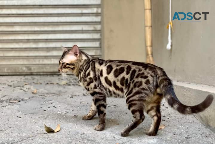 Beautiful Bengals For Sale