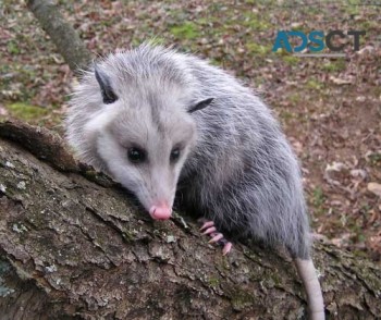 Humane Possum Removal Adelaide