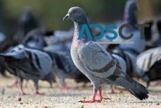 Pigeon Proofing Solar Panels