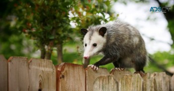 Humane Possum Removal Hobart