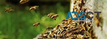 Bee Removal Sydney