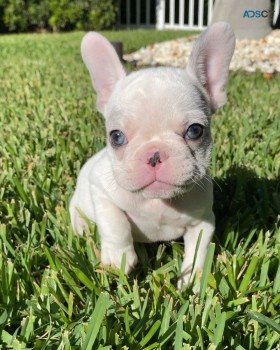 TOP Quality French bulldogs puppies 