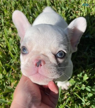 TOP Quality French bulldogs puppies 