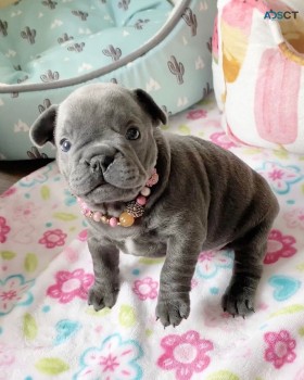 TOP Quality French bulldogs puppies 