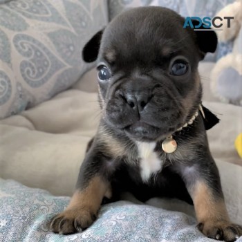 Quality French bulldogs puppies 