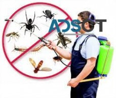 Pest Control Darlinghurst