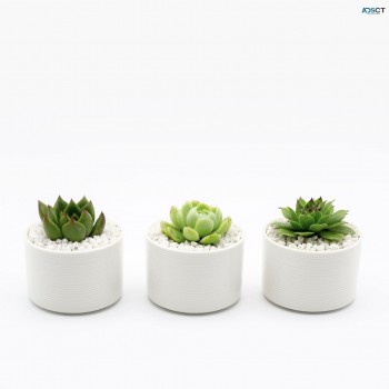 Three Mini Succulents