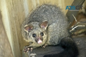  Exit Possum Removal Sydney