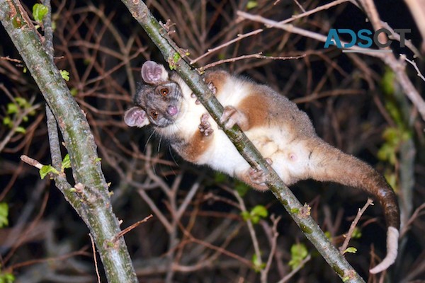  Exit Possum Removal Sydney