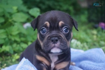 French bulldog boy*READY TO LEAVE*reduce