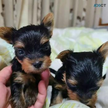 Yorkshire Terrier