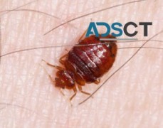 Peters Bed Bugs Control Adelaide