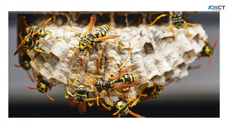 Wasp Control Sydney