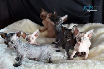 Adorable Sphynx Kittens For Adoption