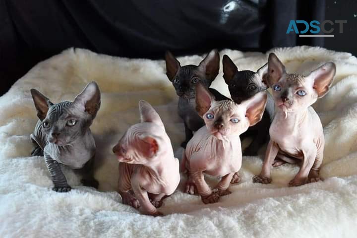 Adorable Sphynx Kittens For Adoption