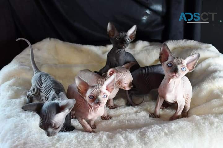 Adorable Sphynx Kittens For Adoption