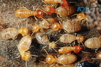 Dudes Termite Control Melbourne