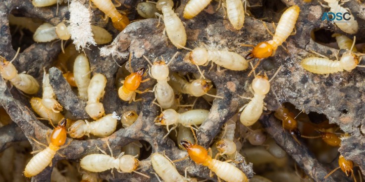 Dudes Termite Control Melbourne