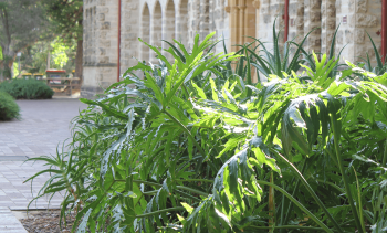 Bamboo Landscape Plants