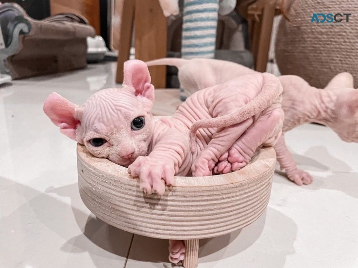 Sphynx elf kitten 