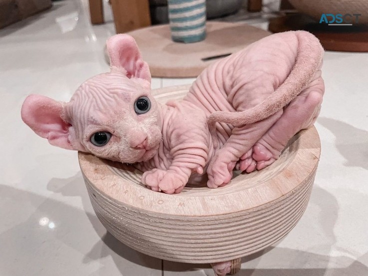 Sphynx elf kitten 