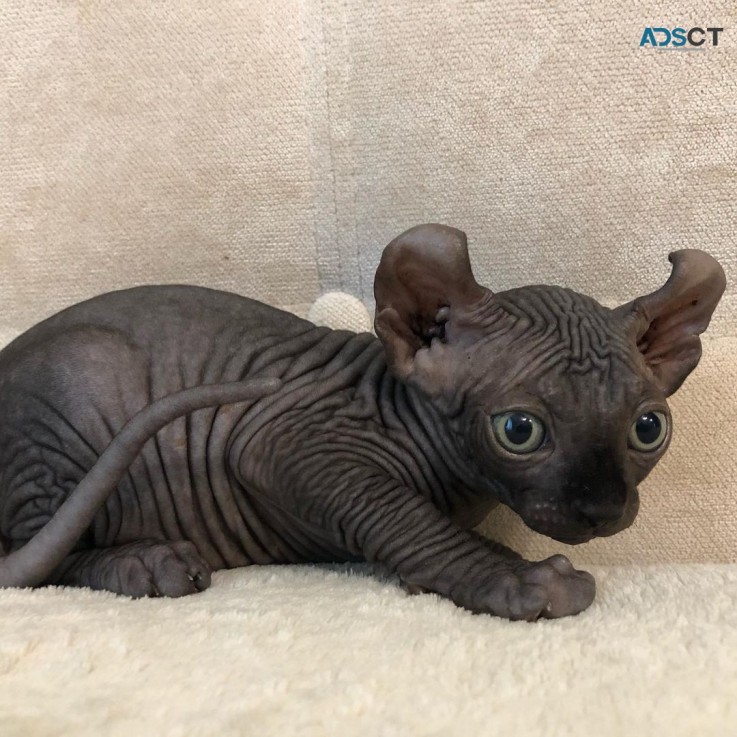 Sphynx elf kitten 