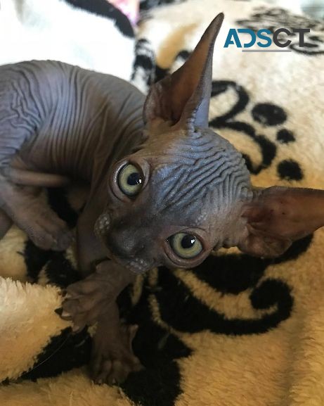 Black Sphynx kitten for sale 