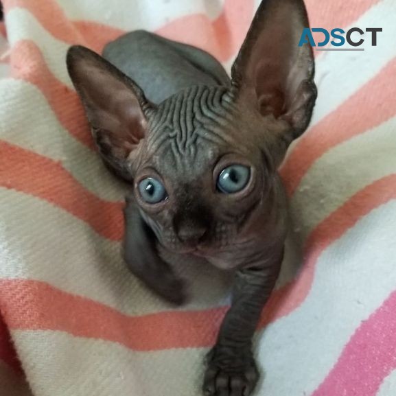 Black Sphynx kitten for sale 