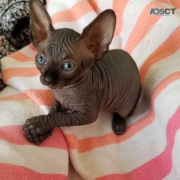 Black Sphynx kitten for sale 