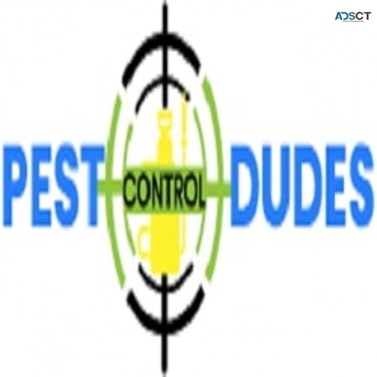 Dudes Spider Control Melbourne