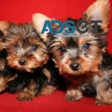 Affordable Micro TeaCup Yorkie Puppies