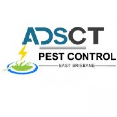 Spider Control East Brisbane